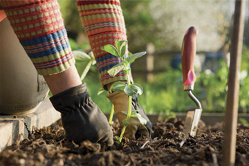 mantenimiento jardines
